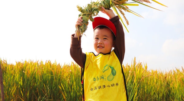 【白馬湖清心研學】風吹稻浪，秋收正好~白馬湖秋收大作戰(zhàn)研學活動精彩回顧